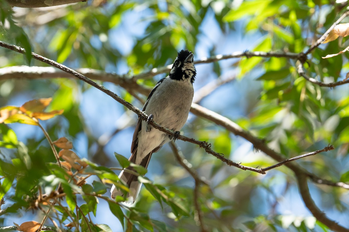 White-eared Monarch - ML624665210