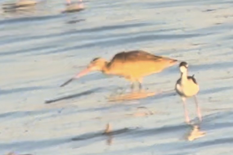 Marbled Godwit - ML624665224