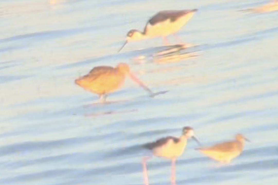 Marbled Godwit - ML624665225