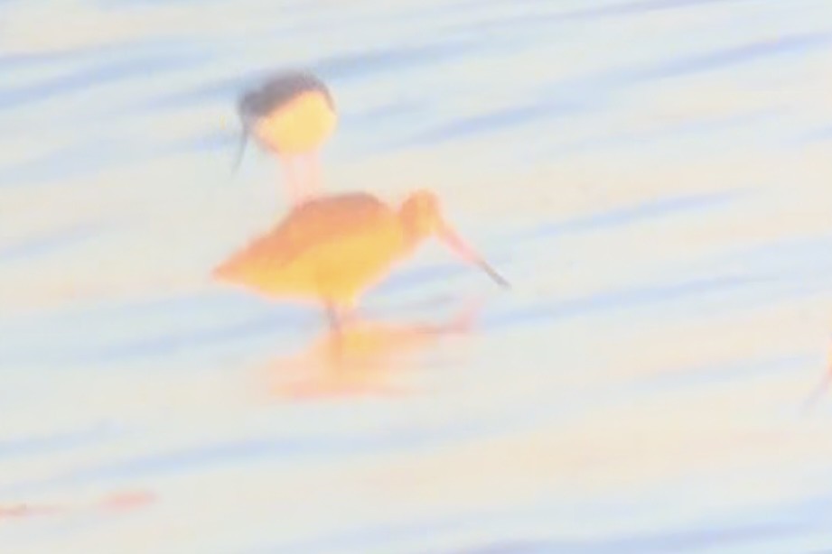 Marbled Godwit - ML624665226