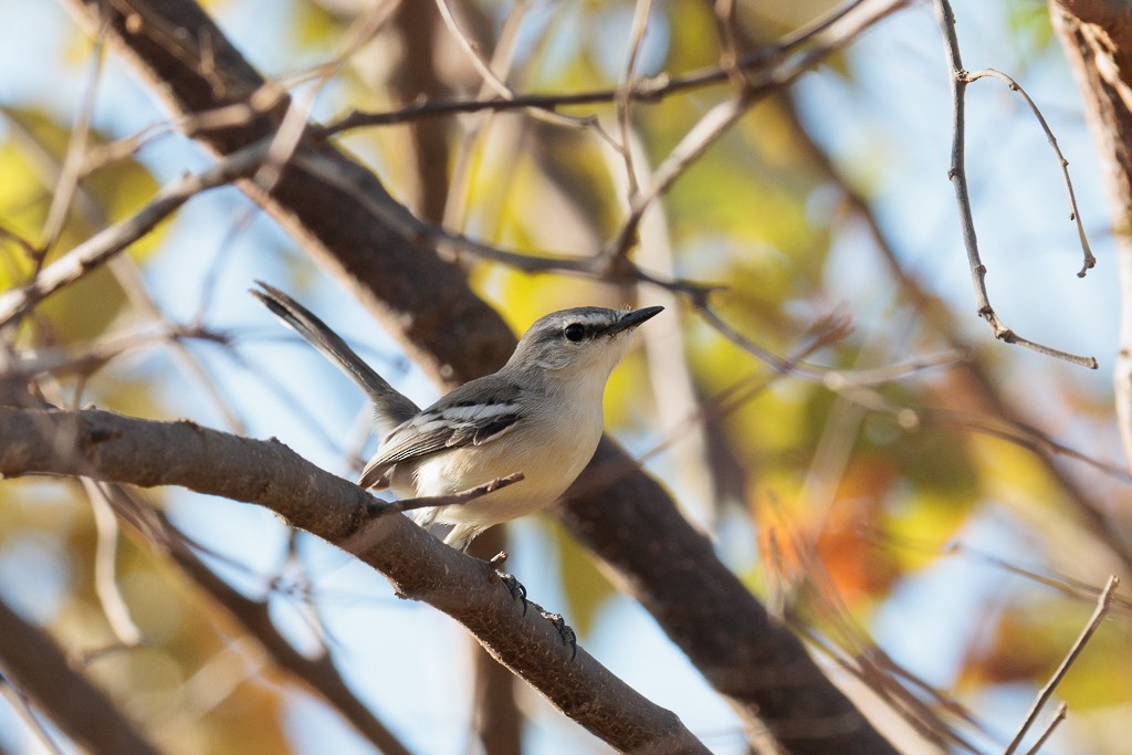 Bahia Wagtail-Tyrant - ML624665232