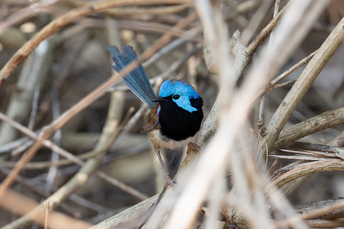 Variegated Fairywren - ML624665239
