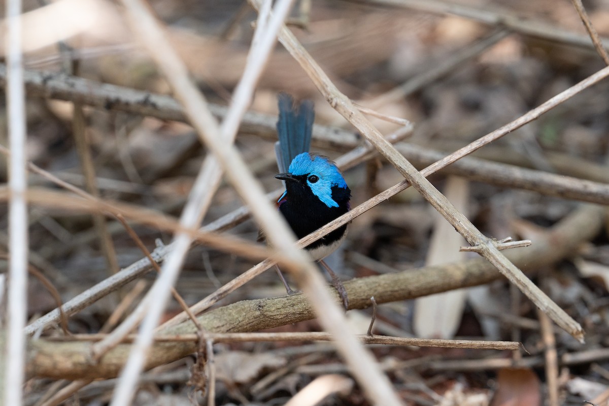 Variegated Fairywren - ML624665245