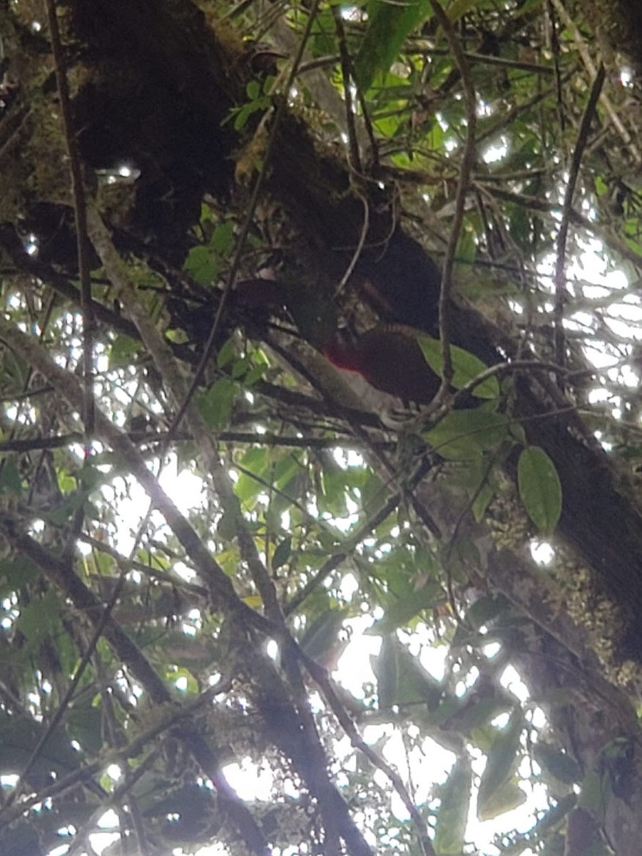 Yellow-vented Woodpecker - ML624665272