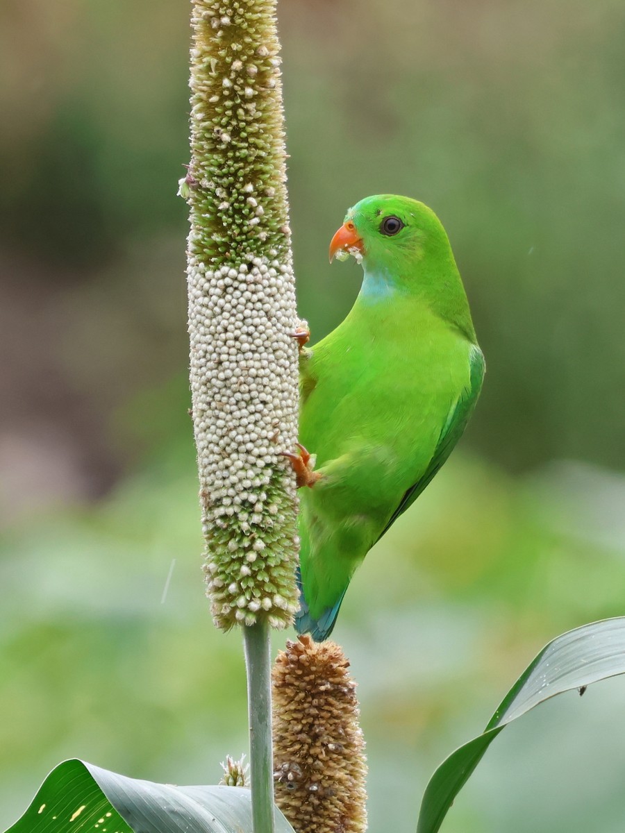 Vernal Hanging-Parrot - ML624665298