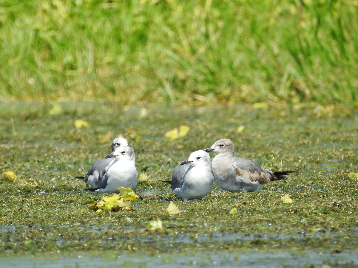 Mouette atricille - ML624665300