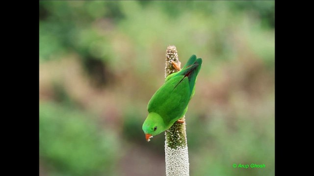 Vernal Hanging-Parrot - ML624665325