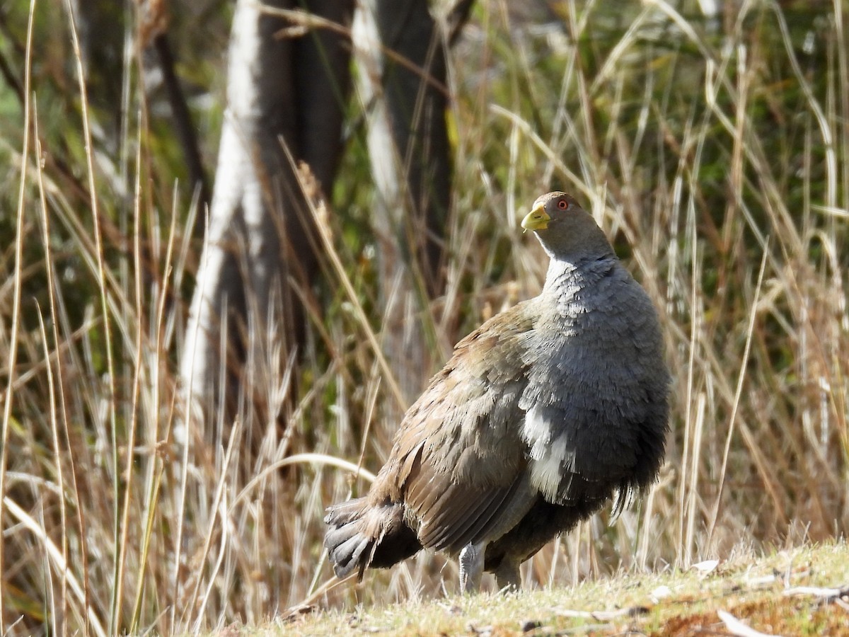 Tasmanian Nativehen - ML624665418