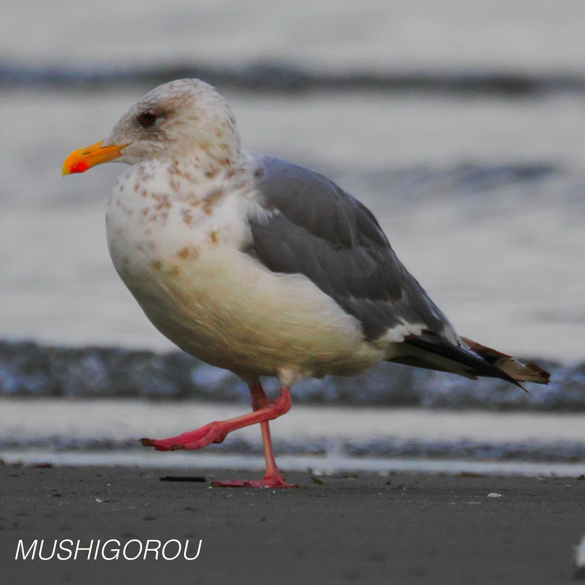 Vega/Mongolian Gull - ML624665424