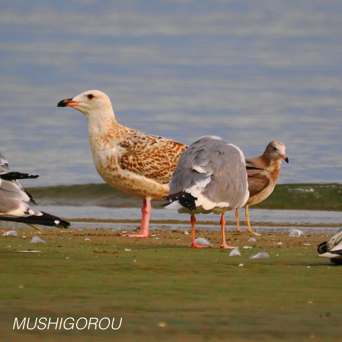 Vega/Mongolian Gull - ML624665425
