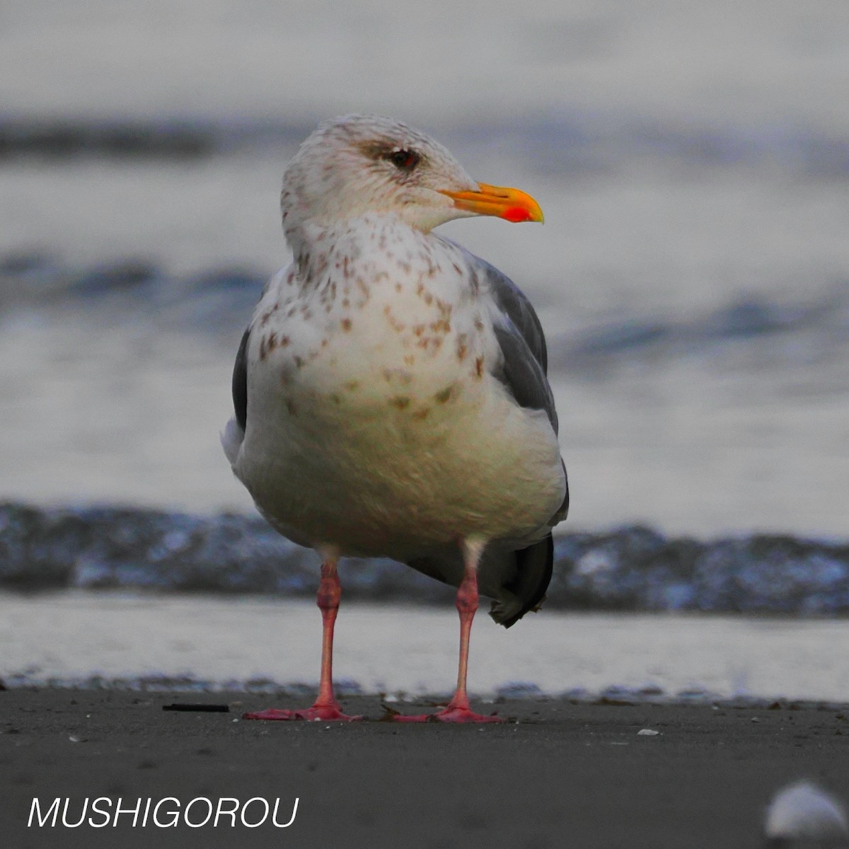 Vega/Mongolian Gull - ML624665426