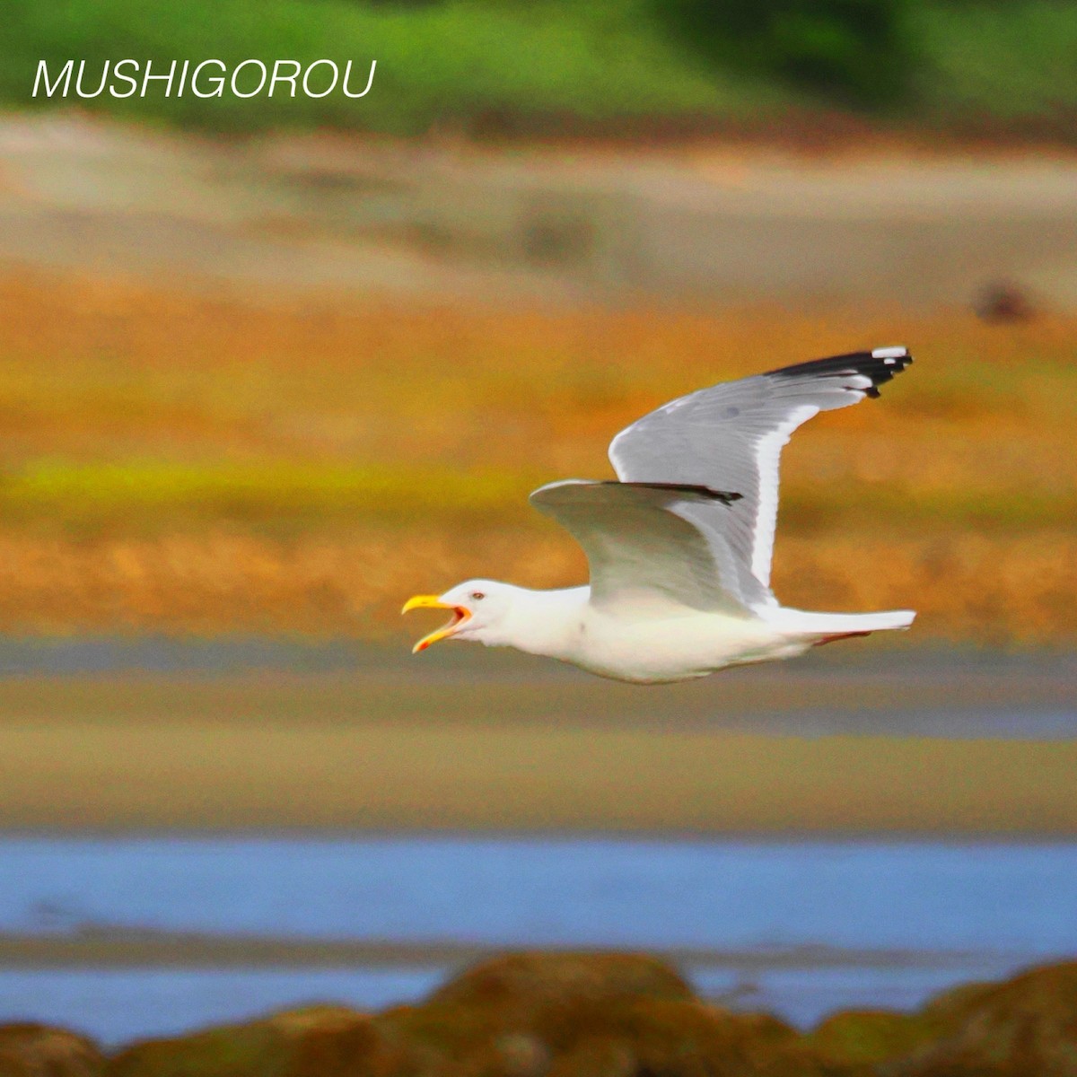 Vega/Mongolian Gull - ML624665427