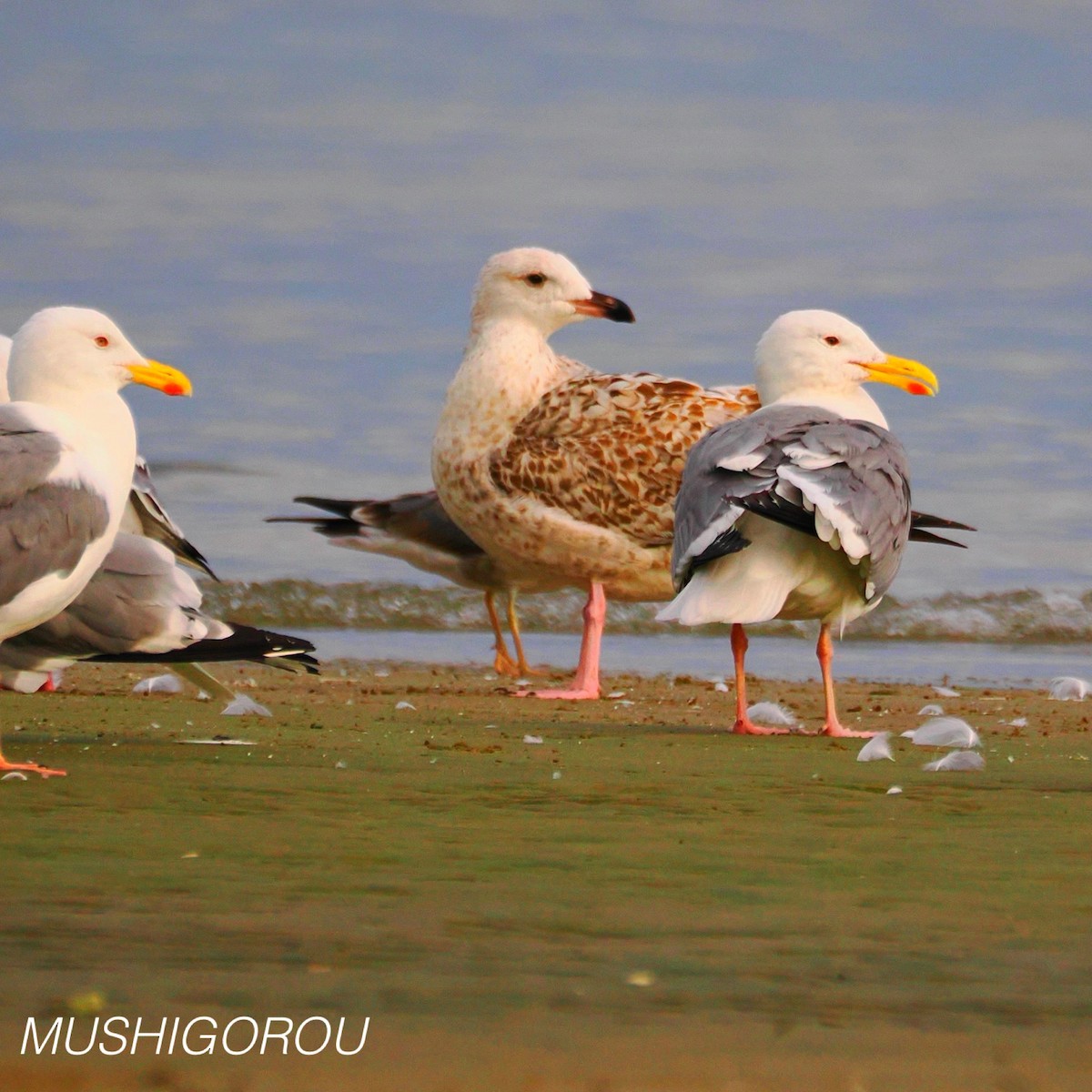 Vega/Mongolian Gull - ML624665428