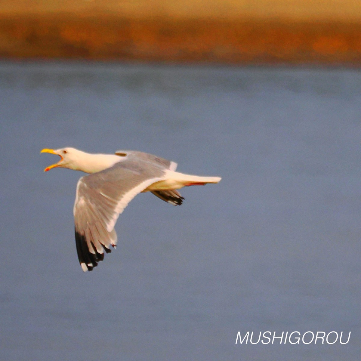 Vega/Mongolian Gull - ML624665429