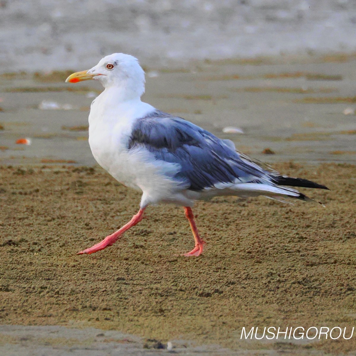 Vega/Mongolian Gull - ML624665430