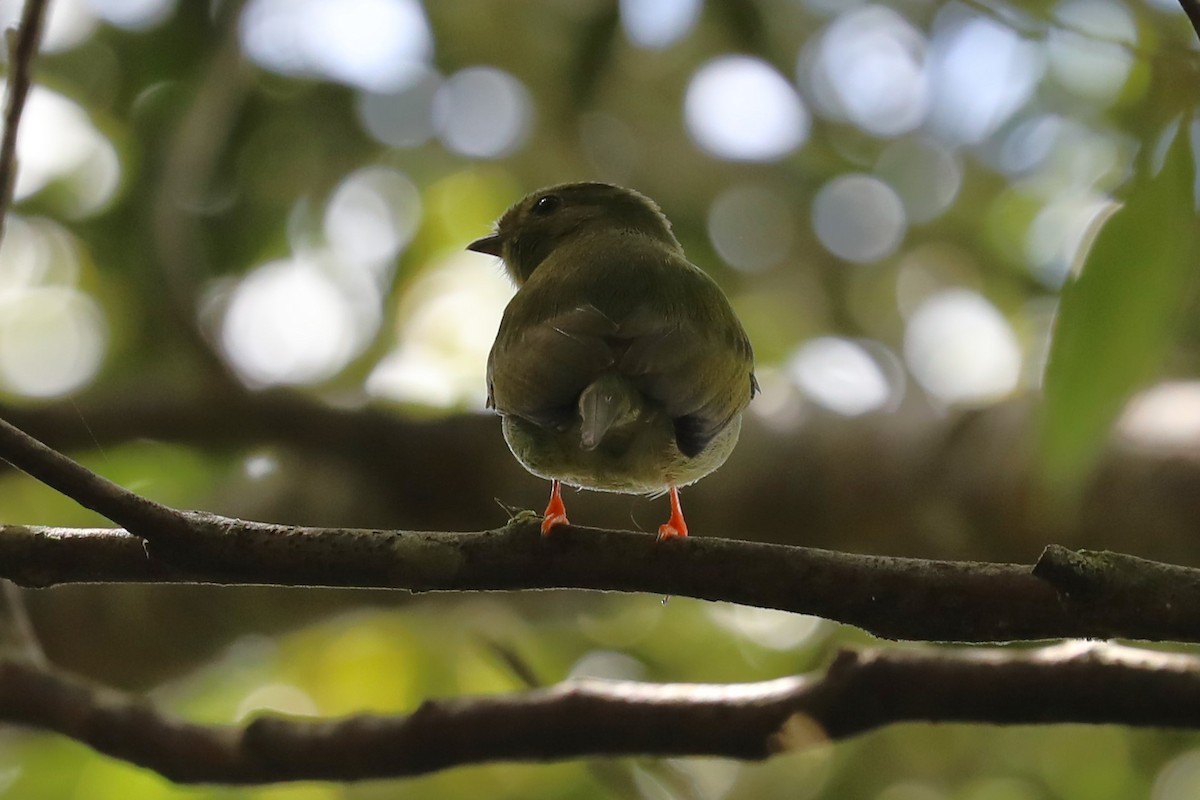 Long-tailed Manakin - ML624665487