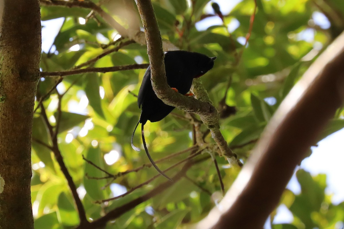 Long-tailed Manakin - ML624665488