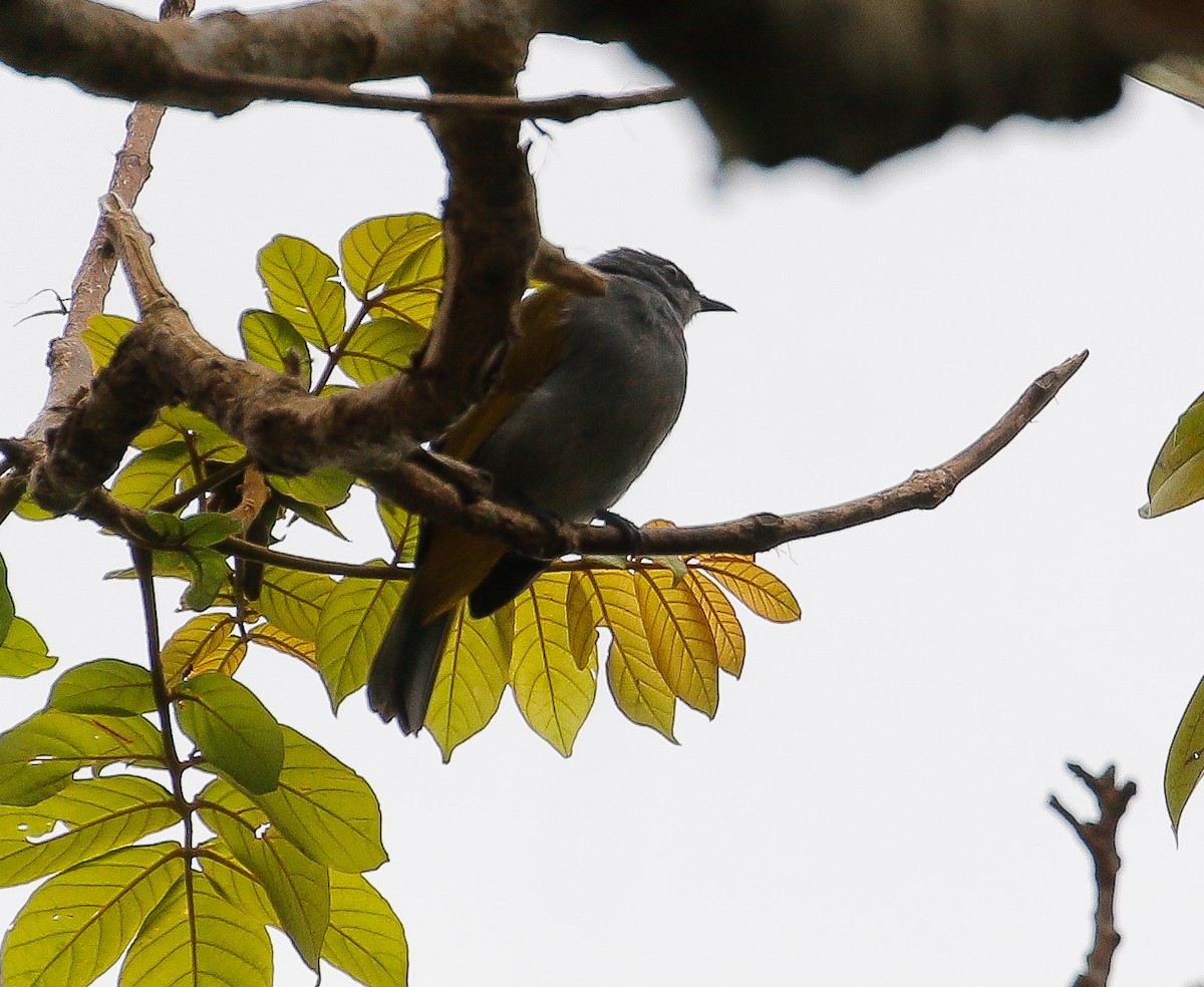 Gray-bellied Bulbul - ML624665590