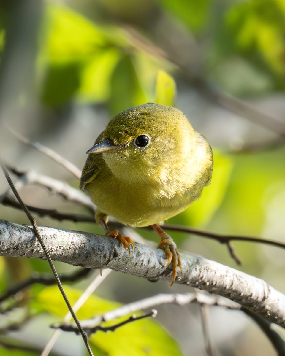 Yellow Warbler - ML624665610