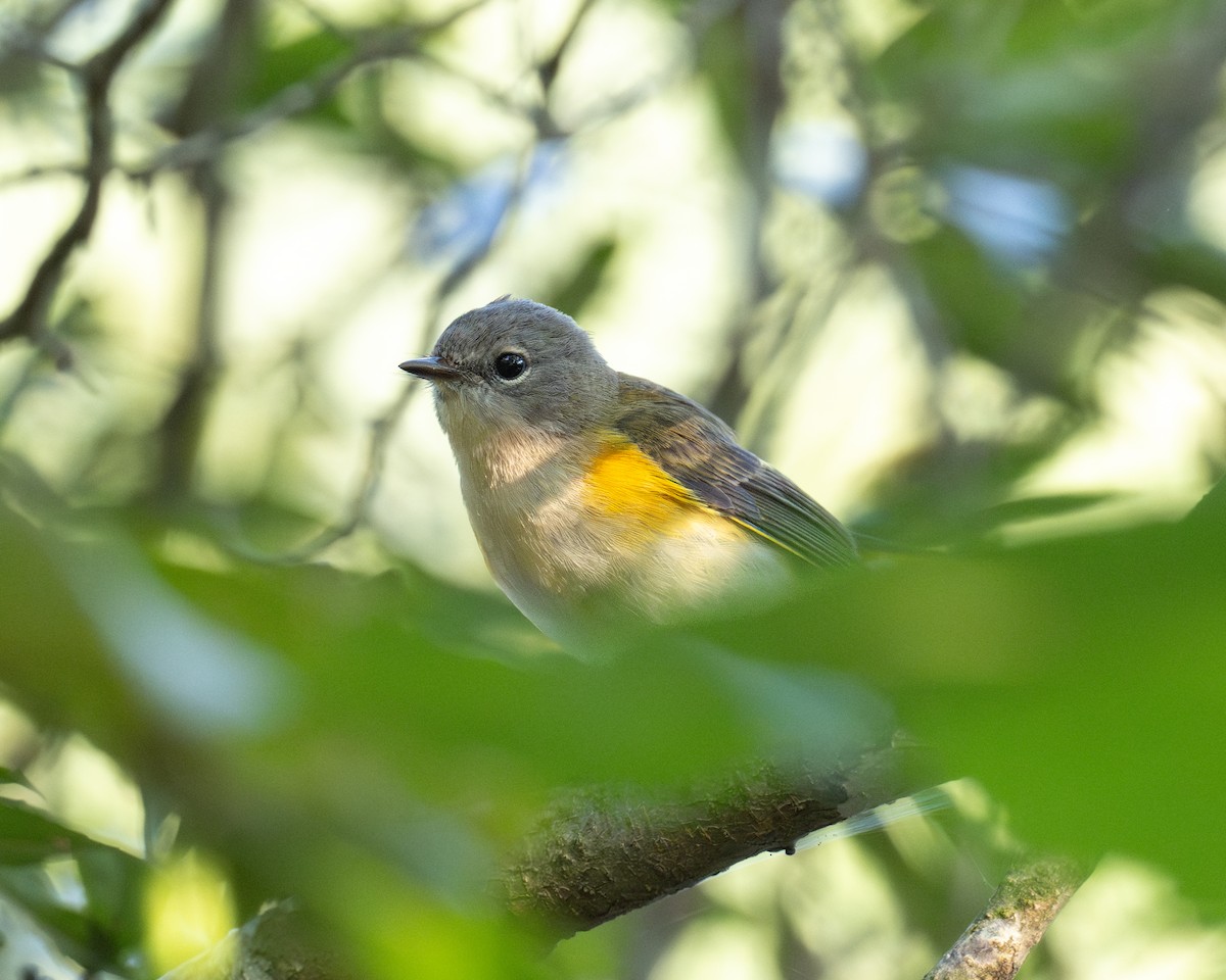 American Redstart - ML624665628