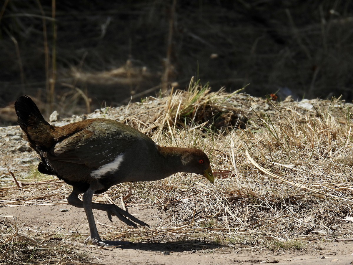 Tasmanian Nativehen - ML624665629