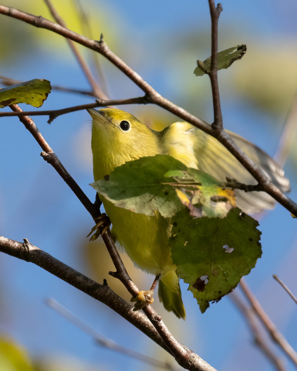 Yellow Warbler - ML624665668
