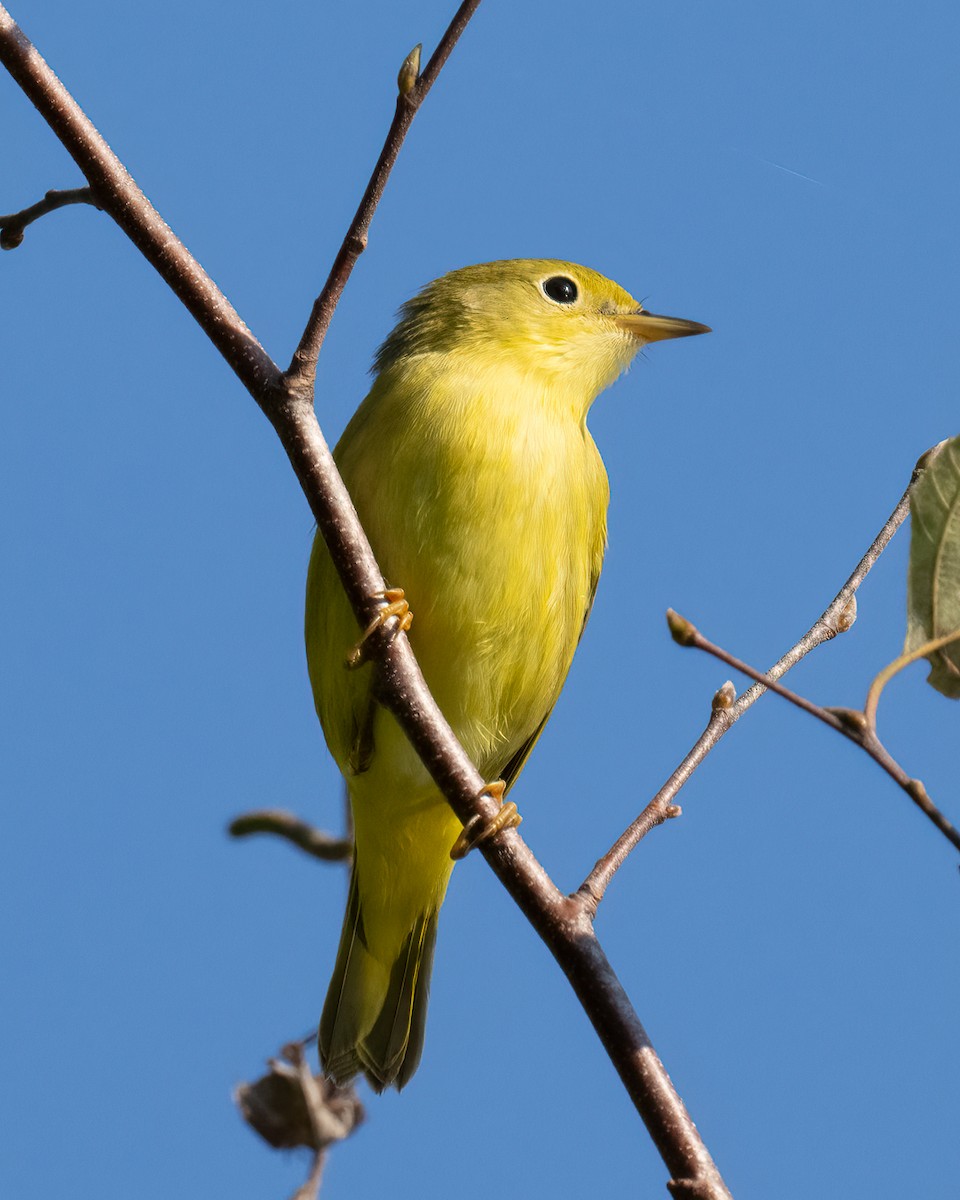 Yellow Warbler - ML624665672