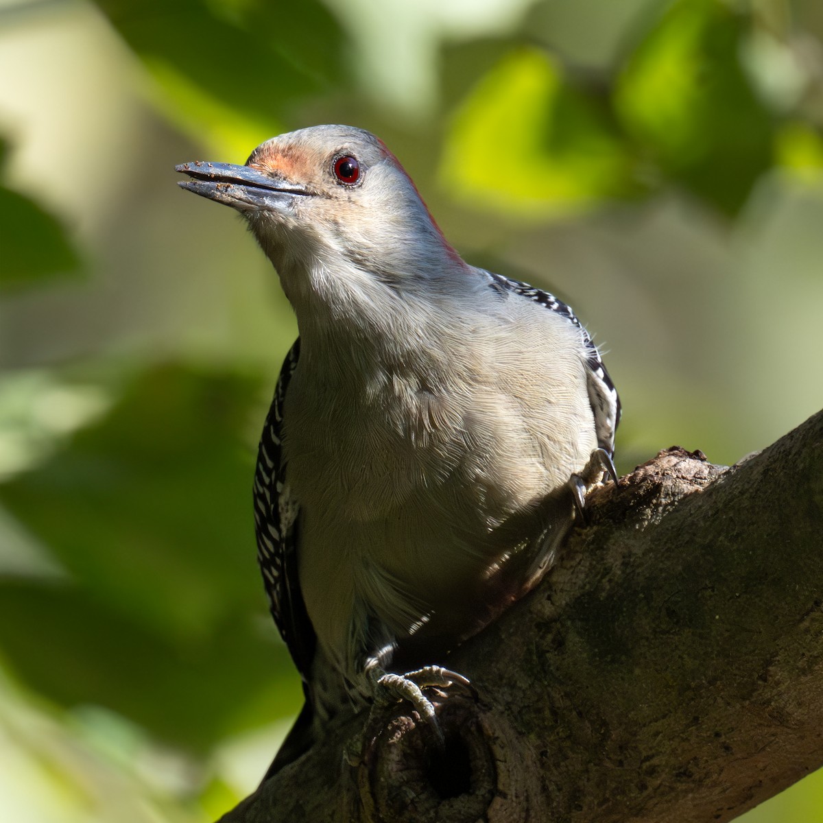 Red-bellied Woodpecker - ML624665713