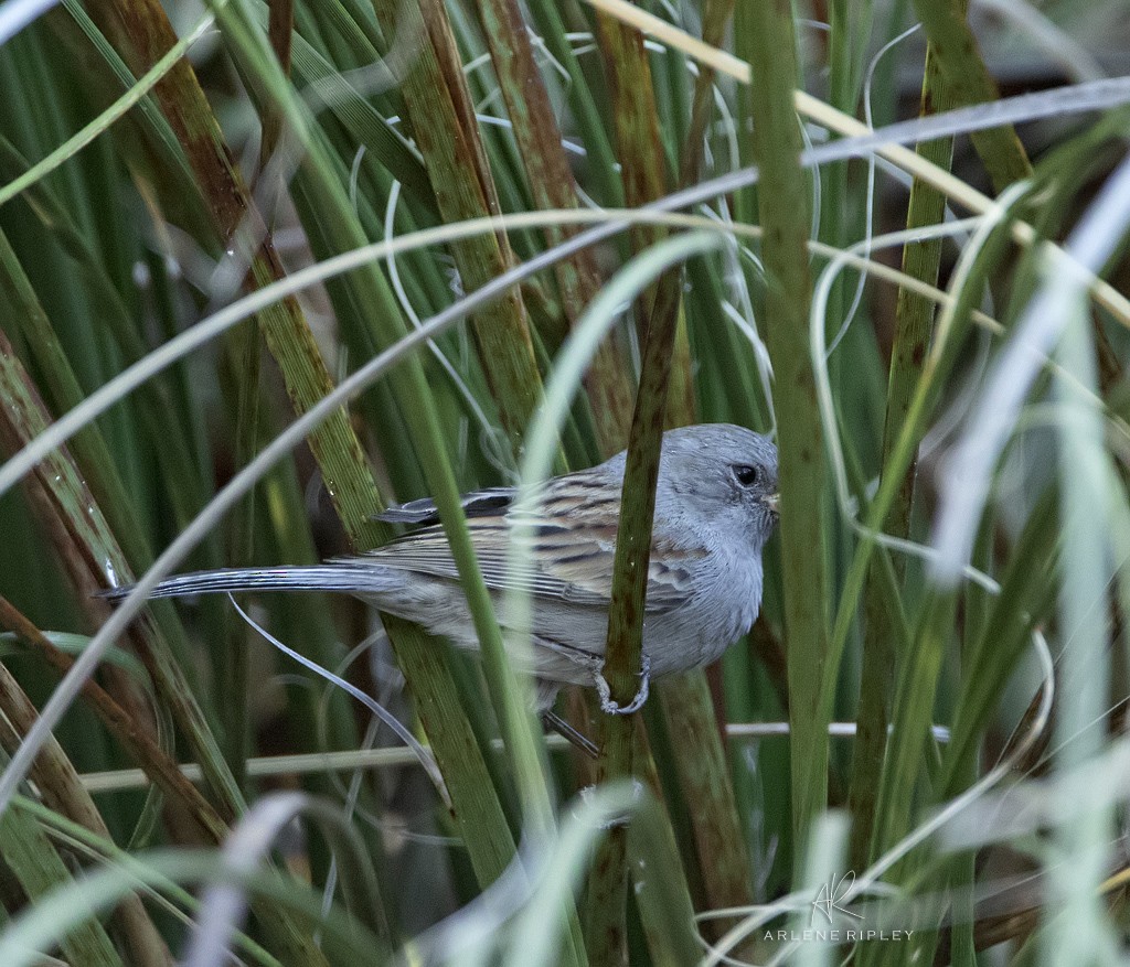 Black-chinned Sparrow - ML624665872