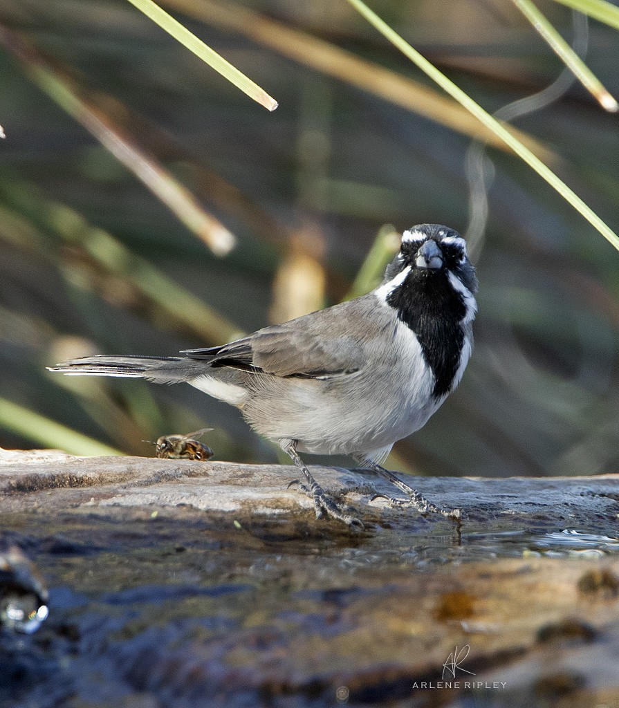 Black-throated Sparrow - ML624665877