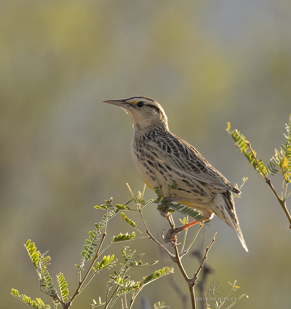 Chihuahuan Meadowlark - ML624665880