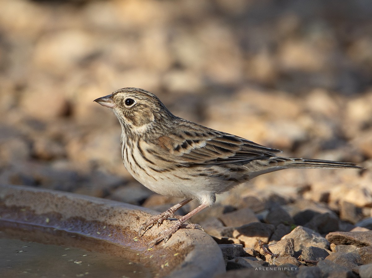 Vesper Sparrow - ML624665884