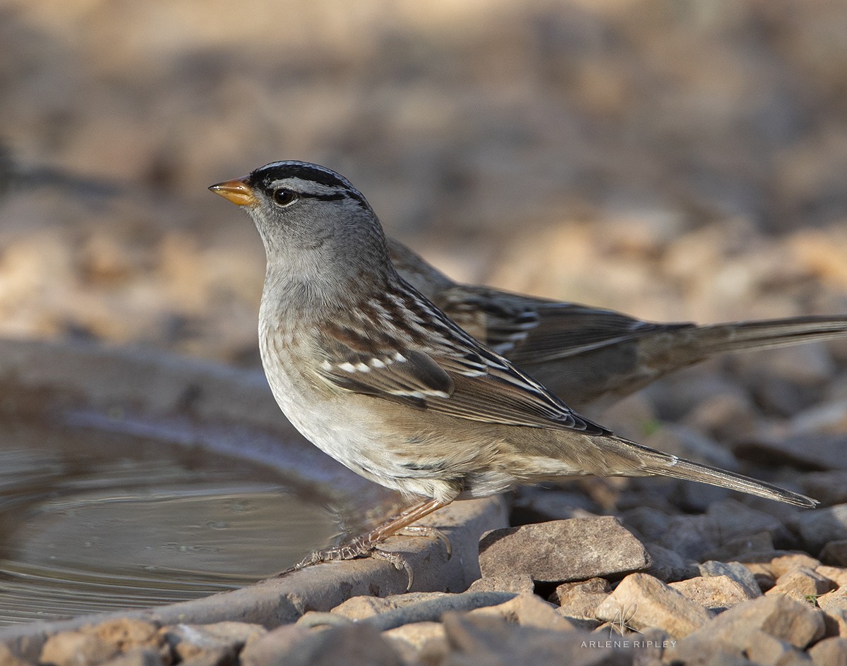 White-crowned Sparrow (Dark-lored) - ML624665891