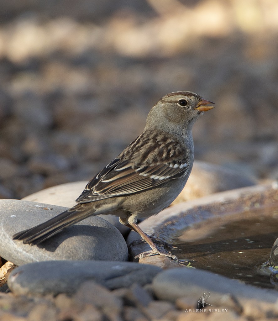 White-crowned Sparrow (Gambel's) - ML624665894