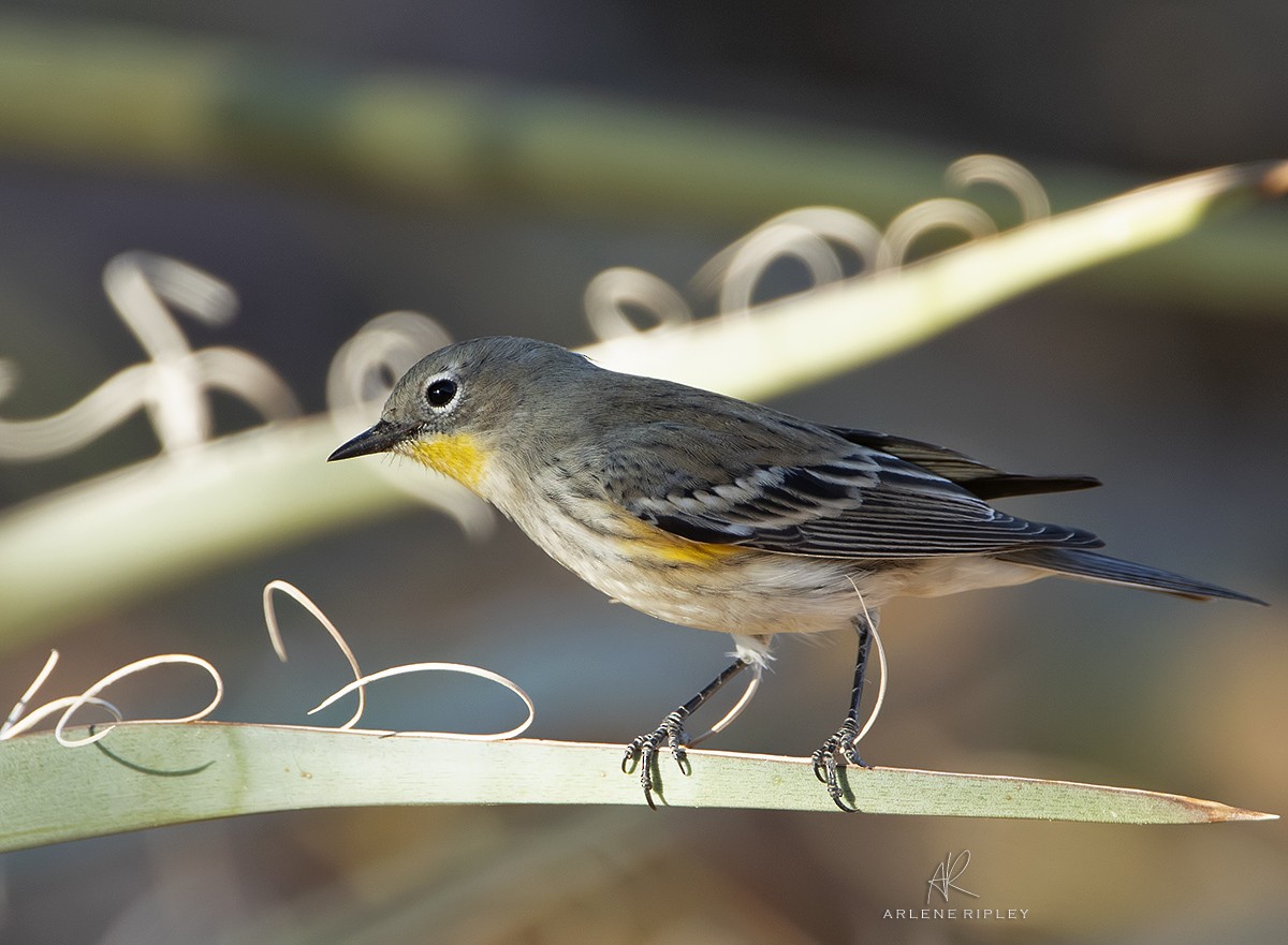 Yellow-rumped Warbler (Audubon's) - ML624665897