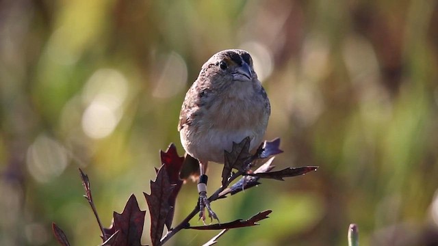 Grasshopper Sparrow - ML624665907