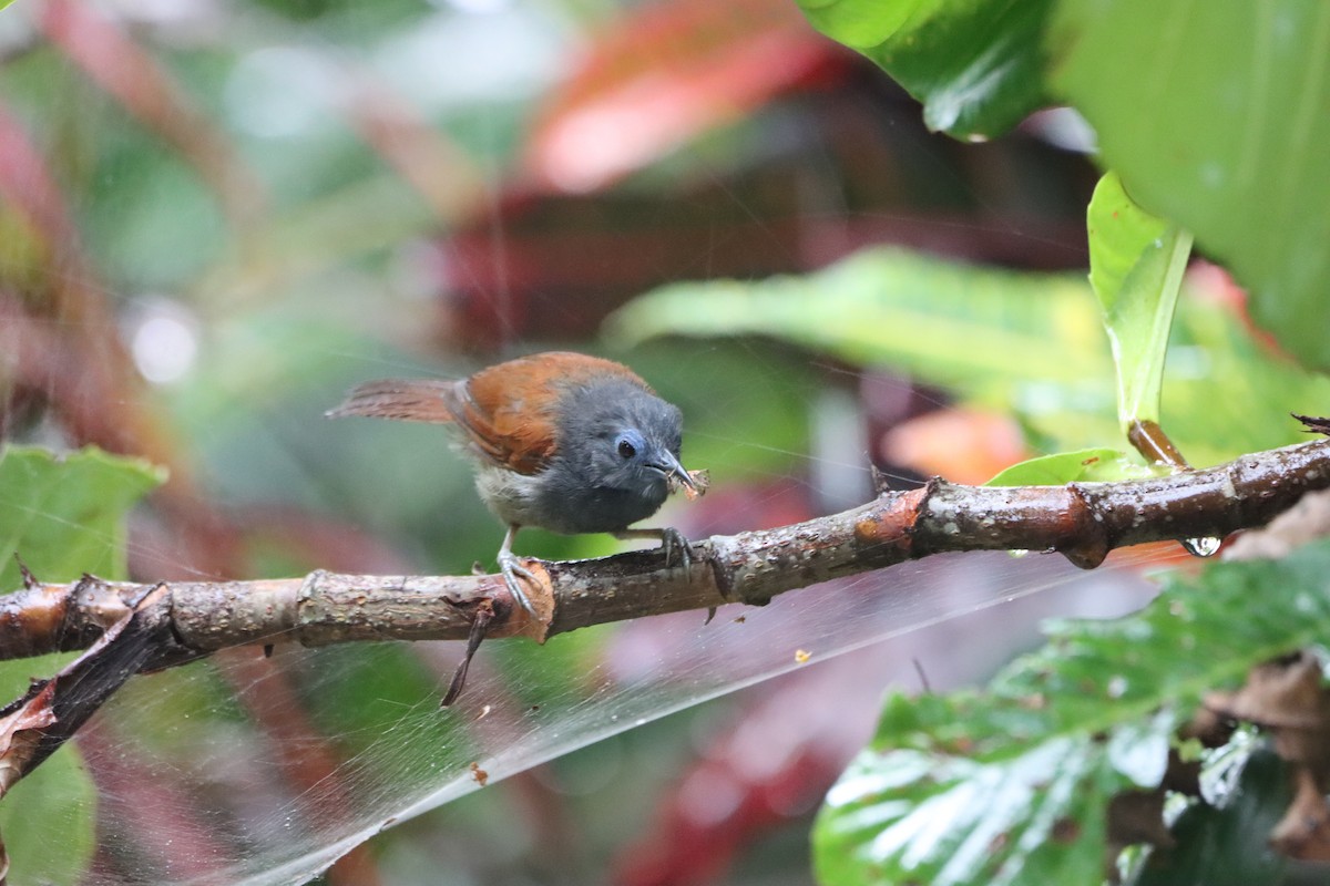 Gray-hooded Babbler - ML624665998