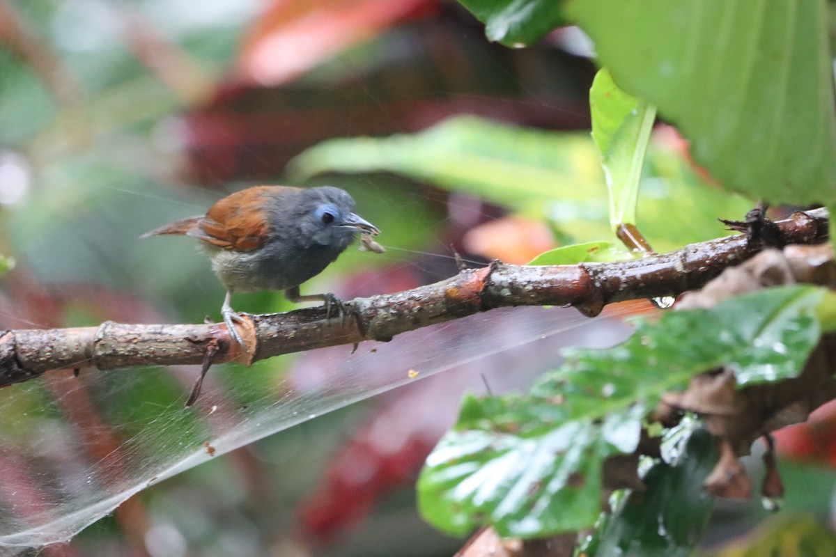 Gray-hooded Babbler - ML624666008