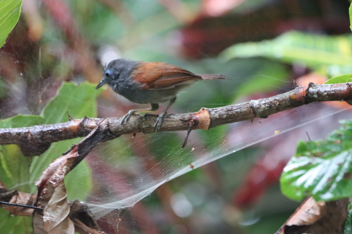 Gray-hooded Babbler - ML624666017