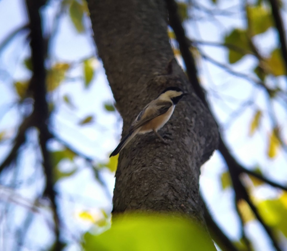 Mésange à tête noire - ML624666048