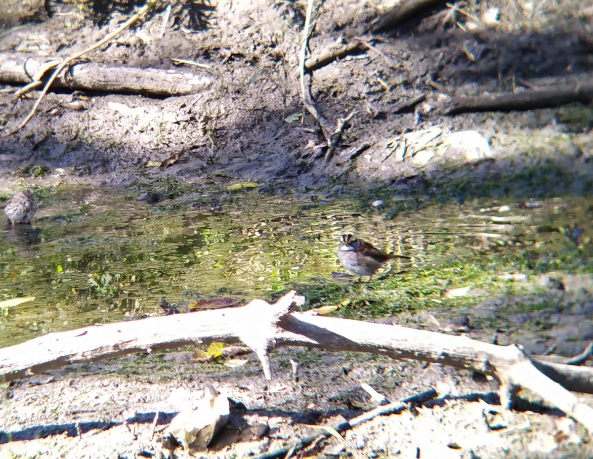 White-throated Sparrow - ML624666067