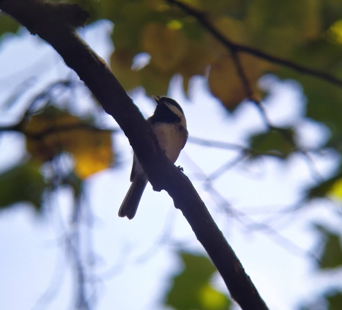 Mésange à tête noire - ML624666073