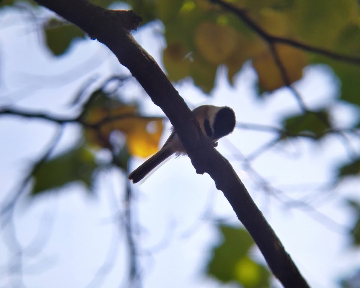 Black-capped Chickadee - ML624666078