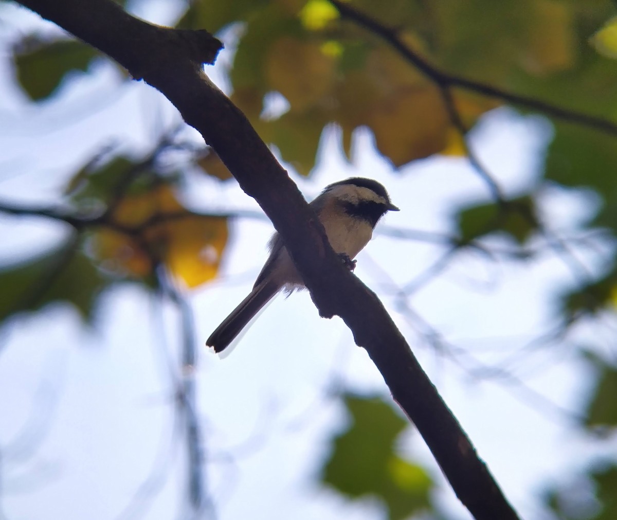 Mésange à tête noire - ML624666079