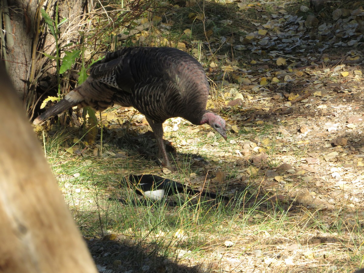 Wild Turkey - ML624666081