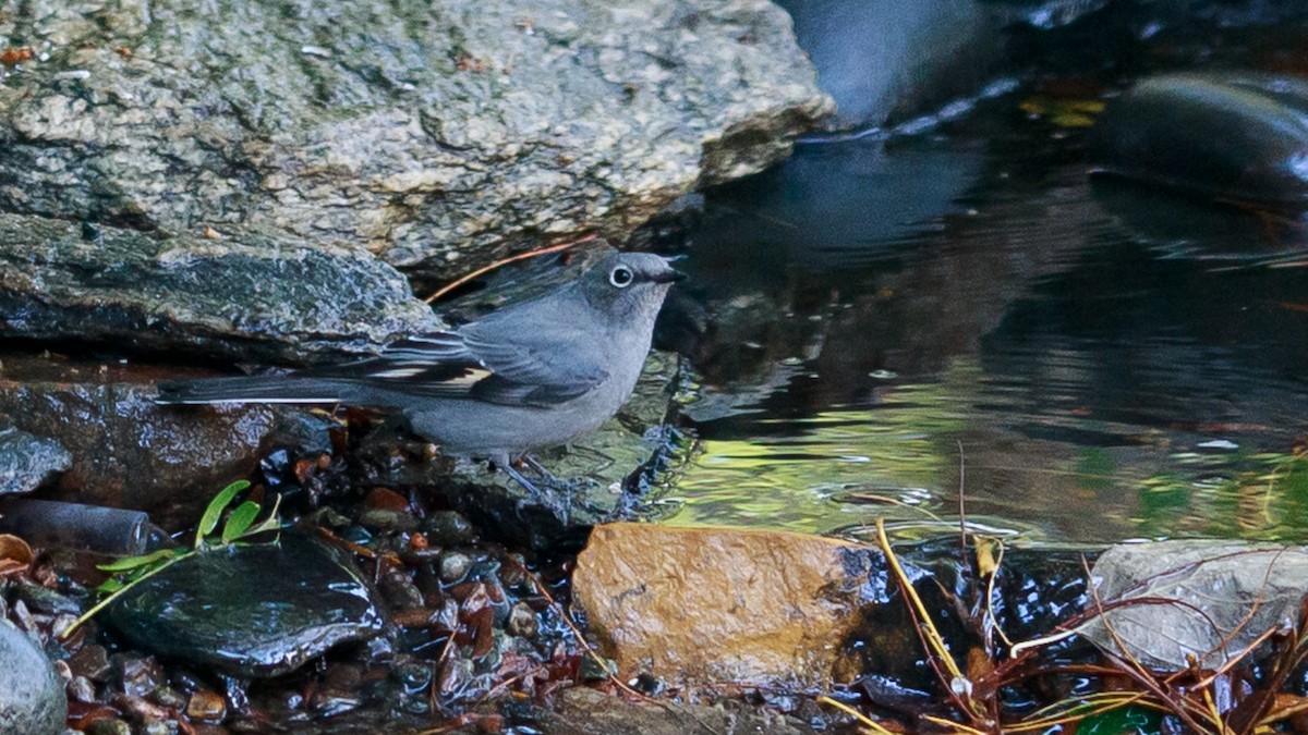 Townsend's Solitaire - ML624666087