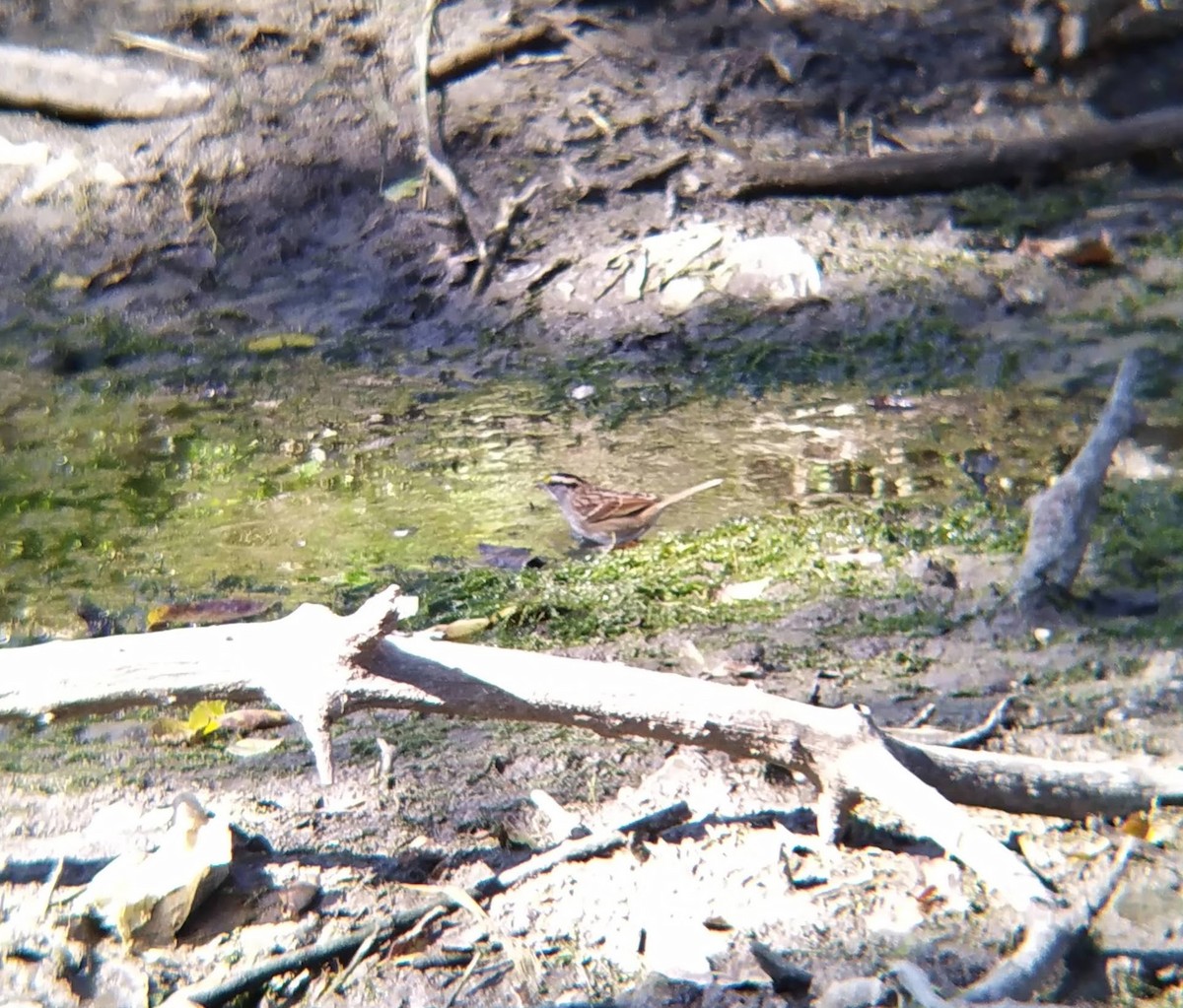 White-throated Sparrow - ML624666095