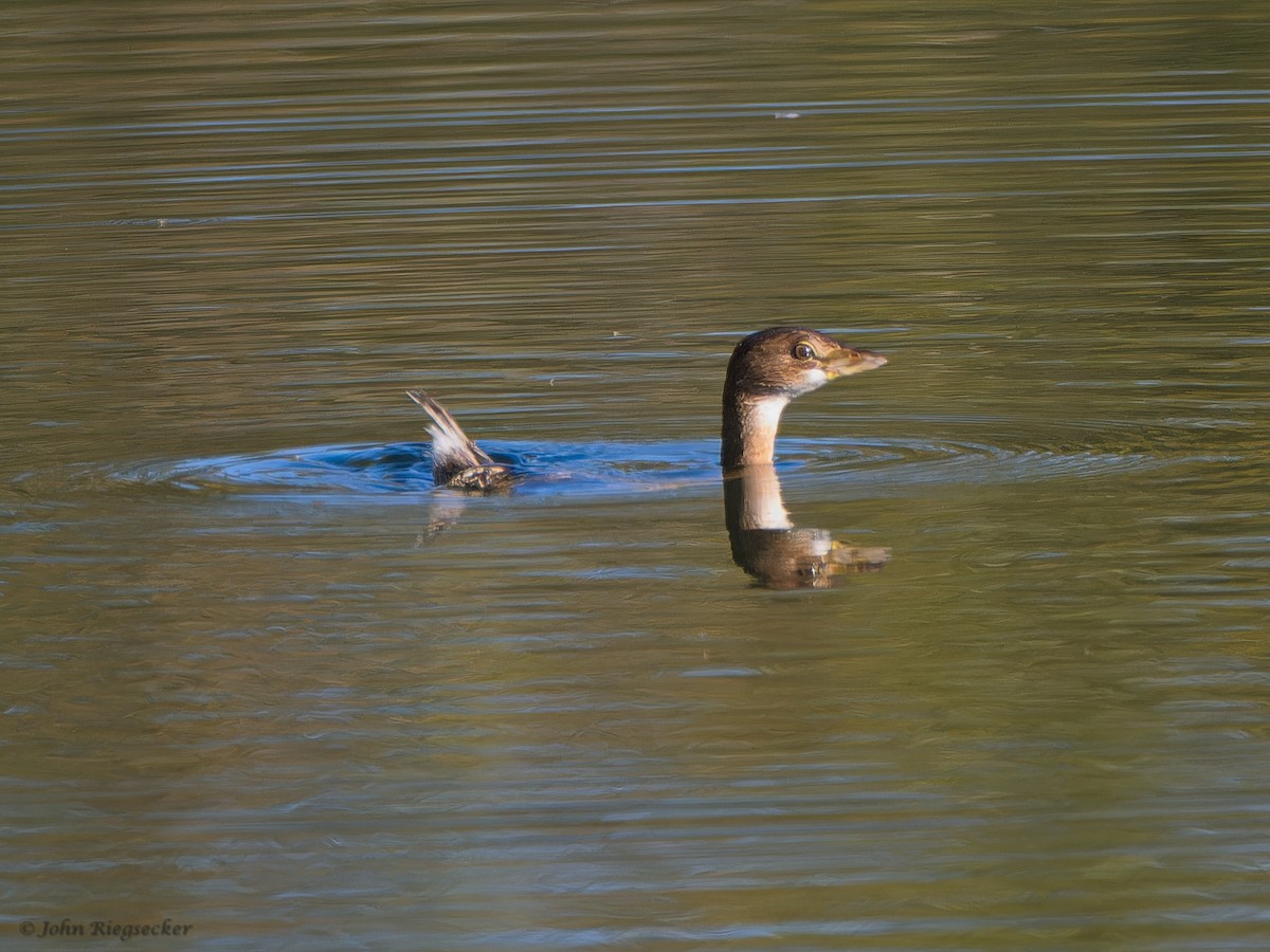 Pied-billed Grebe - John Riegsecker