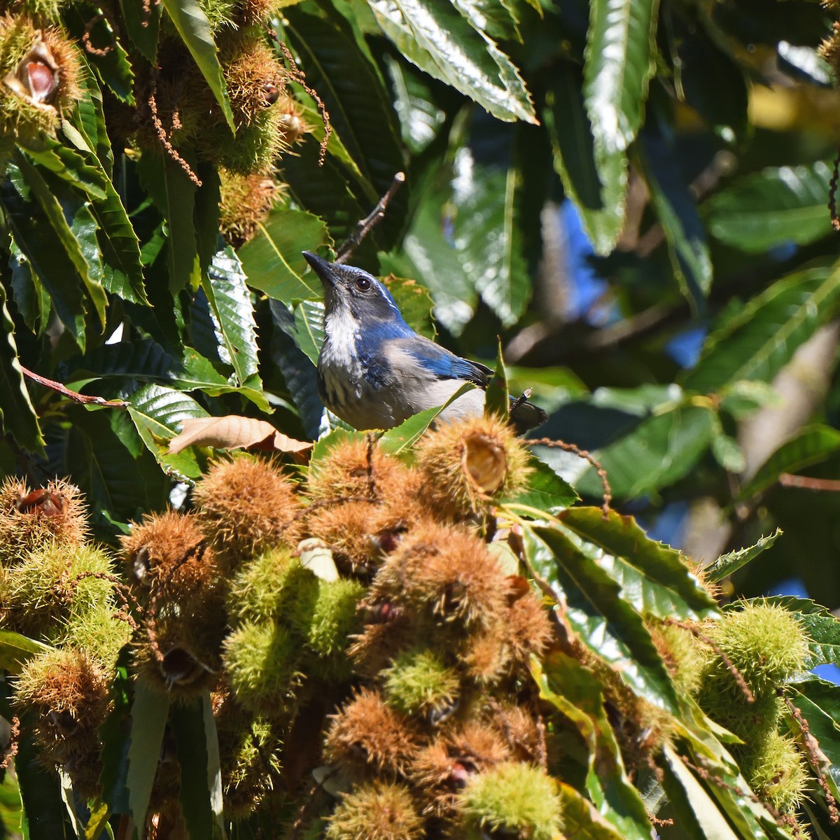 California Scrub-Jay - ML624666450