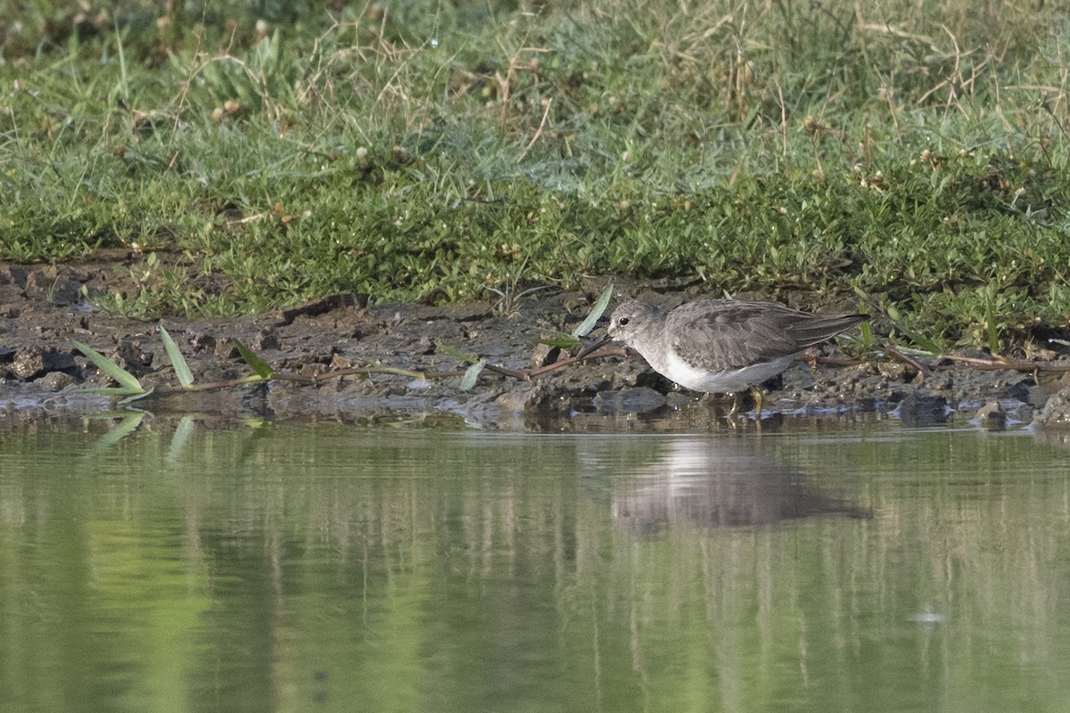 Temminck's Stint - ML624666650